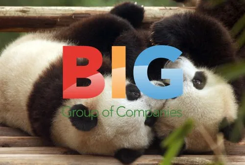 Giant pandas at Chengdu Panda Base