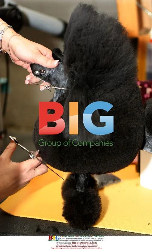 Poodle Groomed for Westminster Dog Show