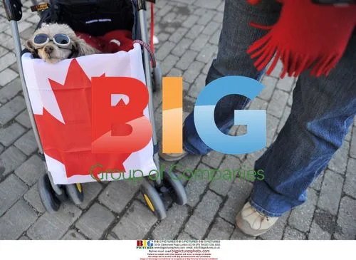 Poodle at 2010 Vancouver Olympics