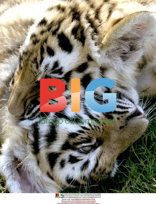 Six Flags Discovery Kingdom Tiger Cubs