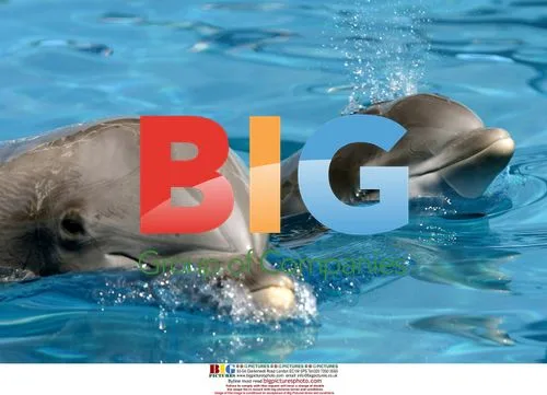 Bottlenose Dolphin Calves Swim with Mothers
