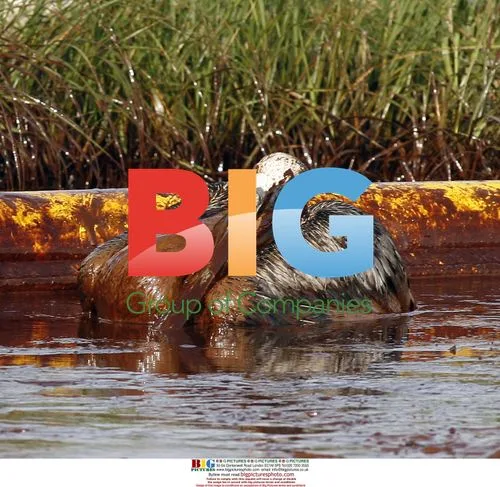 Pelican in Crude Oil on Queen Bess Island, Louisiana