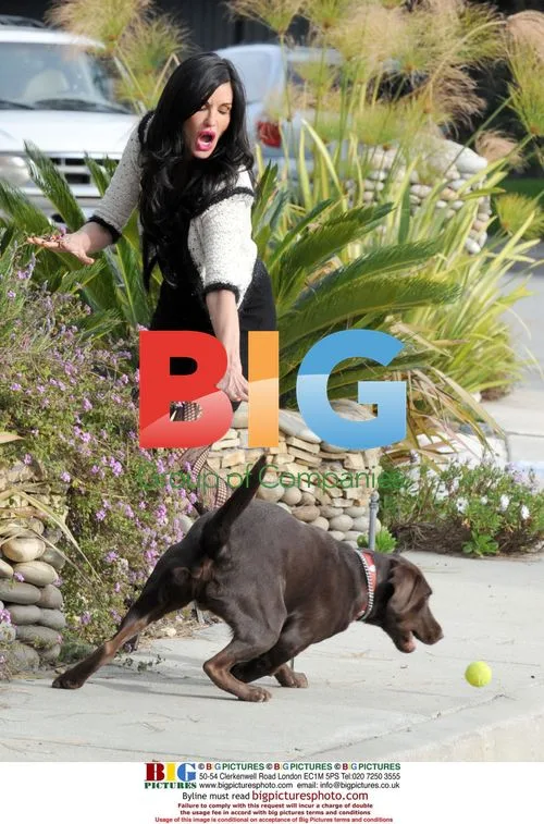 Janice Dickinson Walks Dogs in Bel Air