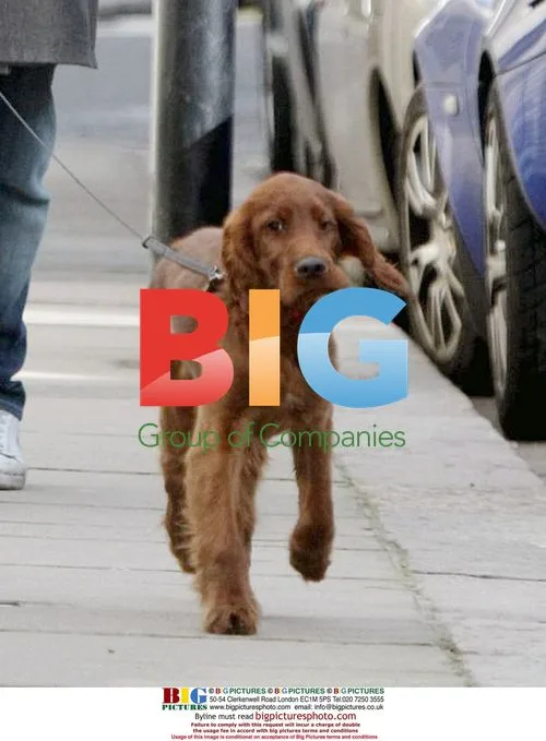 Alan Carr Walking Dog
