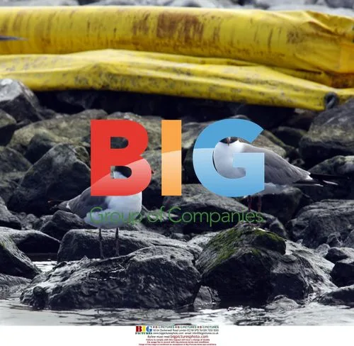 Seabirds Stand on Oil Containment Boom in Louisiana
