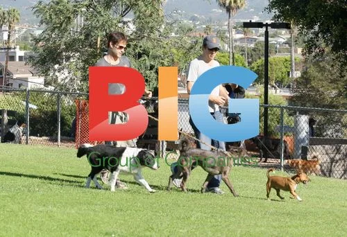 Stephen Moyer at dog park with pooches