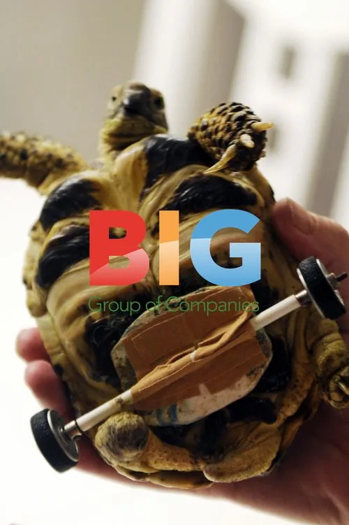 Rolling Disabled Turtle for Sale