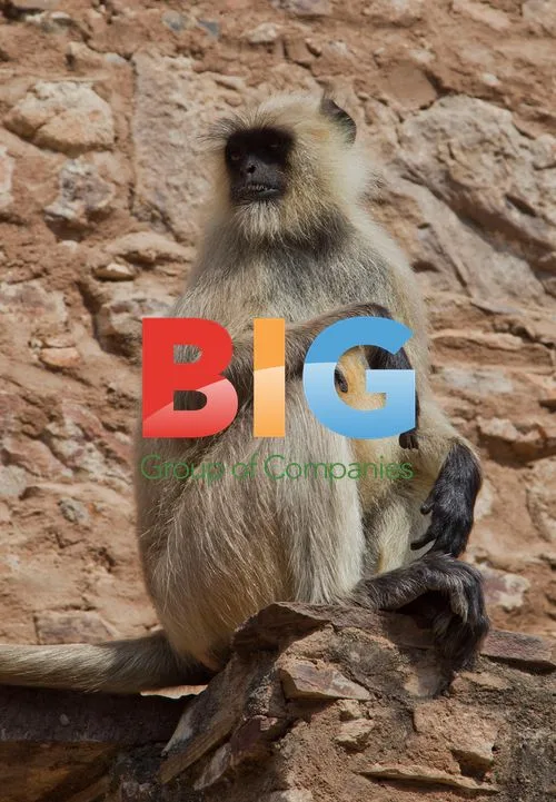 Katty Perry's wedding guests at Ranthambore National Park