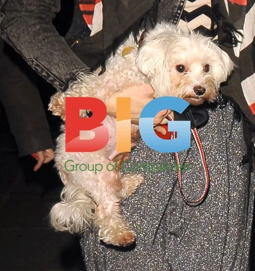 Daisy Lowe with Fluffy Dog in London