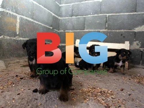 Ruza Pavlovic Rescues Puppies