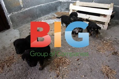 Ruza Pavlovic Rescues Puppies Thrown Into River