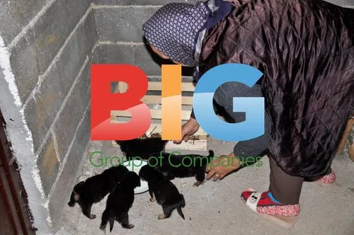 Girl throws puppies in river