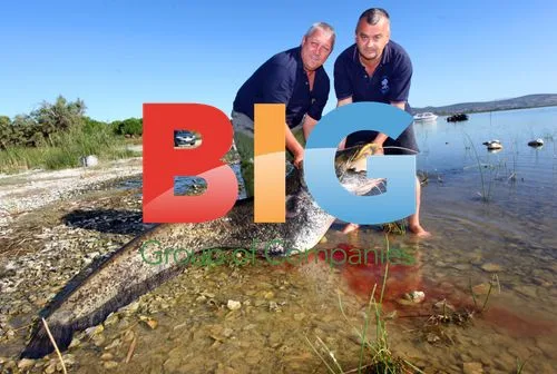 Massive Catfish Caught in Croatia