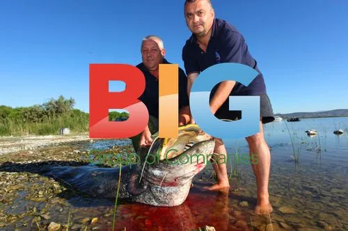 Anglers Catch Massive Catfish in Croatia