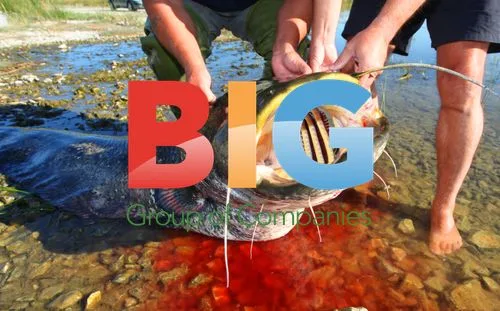 Anglers Catch Massive Catfish in Croatia
