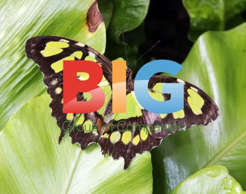 Sensational Butterflies at Natural History Museum