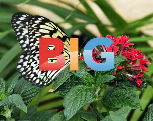 Sensational Butterflies Exhibition