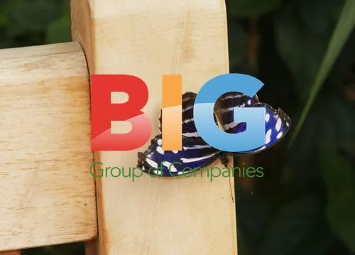 Sensational Butterflies at Natural History Museum