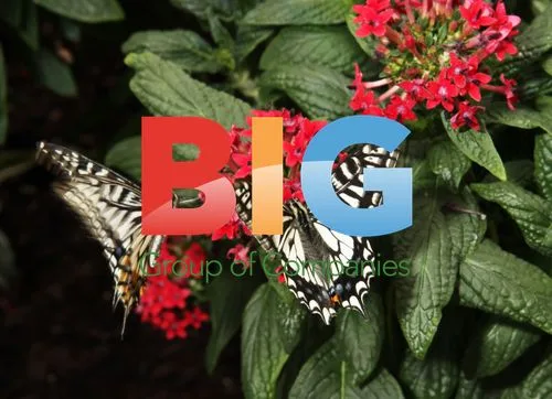 Sensational Butterflies Exhibition