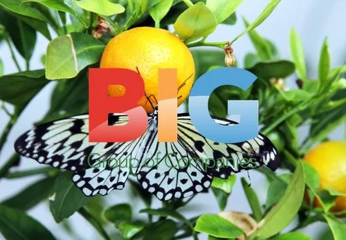 Sensational Butterflies Exhibition