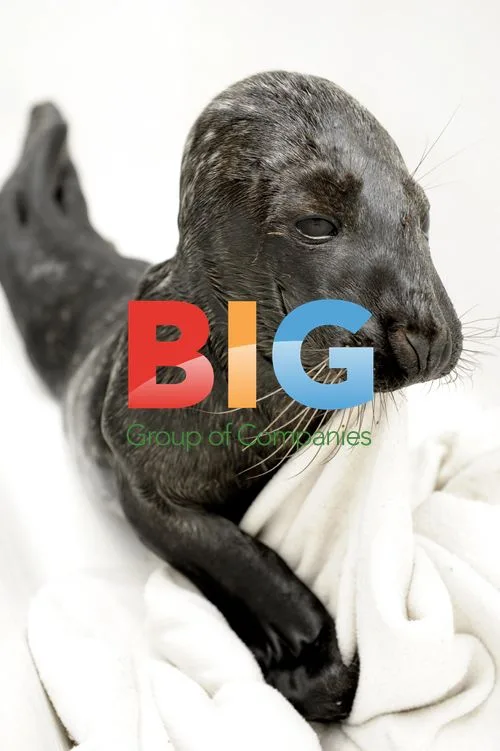 Abandoned baby seal rescued in Stockholm