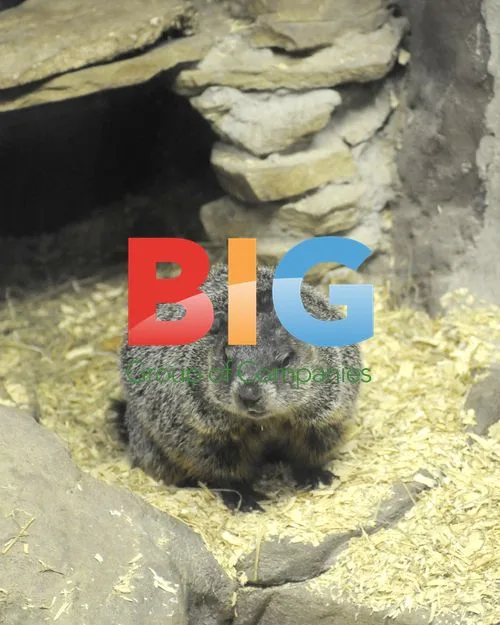 Visitors Look Into Punxsutawney Phil's Burrow
