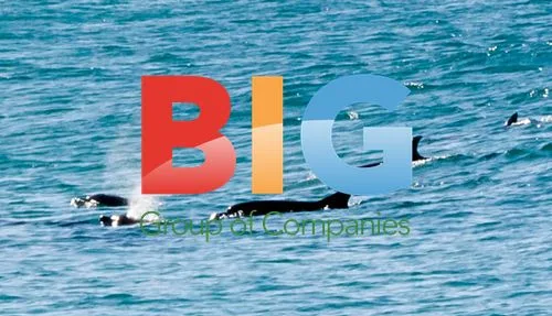 Dolphins spotted off Bondi Beach, Sydney