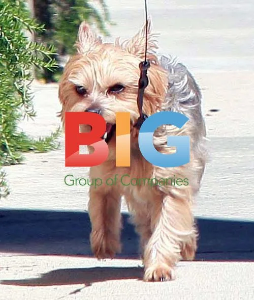 Kristin Cavallari Walking Dog in LA