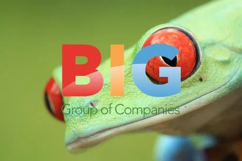 Red-Eyed Tree Frog Portrait