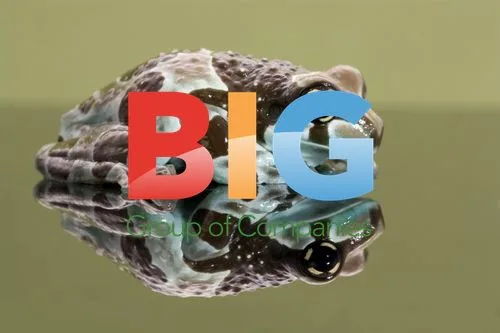 Amazon Milk Frog Photo Shoot