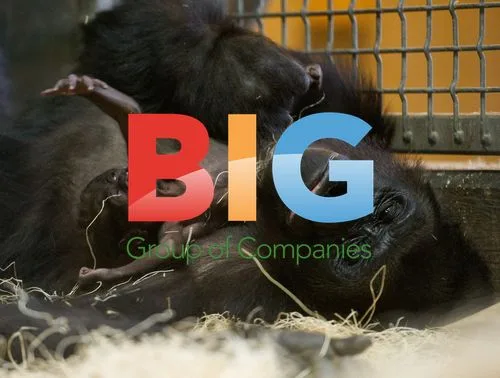 Gorilla and newborn at Lincoln Park Zoo