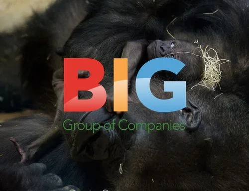 Gorilla Bana and Newborn at Lincoln Park Zoo