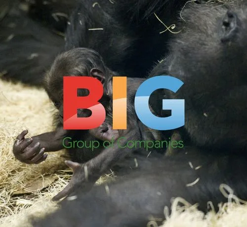 Bana the Gorilla Holds Newborn Baby