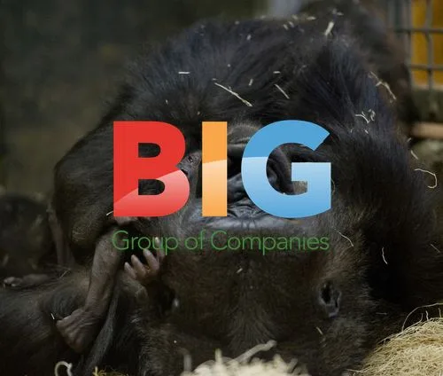 Gorilla Bana holds newborn baby at Lincoln Park Zoo