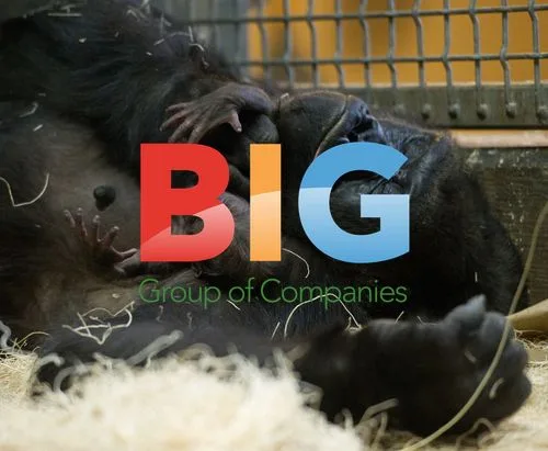 Gorilla Bana Holds Newborn Baby at Lincoln Park Zoo