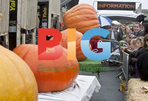 Pumpkins Lined Up for Weigh-Off