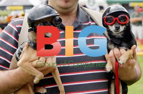 Chihuahua Wins Pet Costume Contest