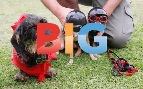 Chihuahua Hell Aviators and Satanic Dachshund