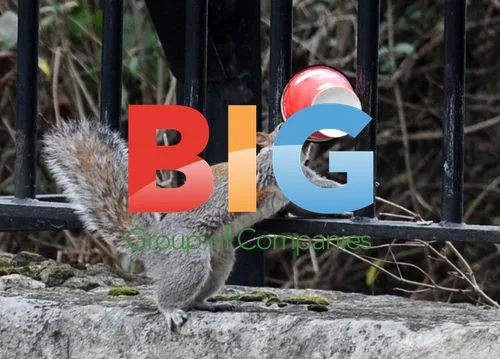 Squirrel enjoying coffee at park in London