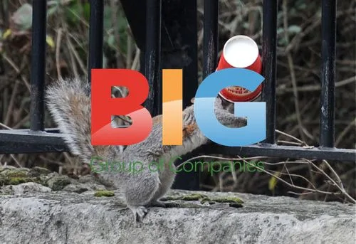 Squirrel Drinking Coffee in London Park