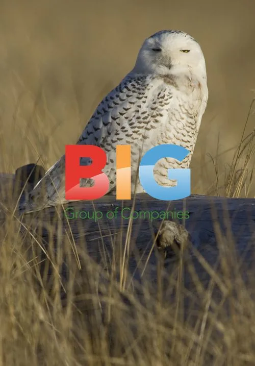 Snowy Owl in Washington