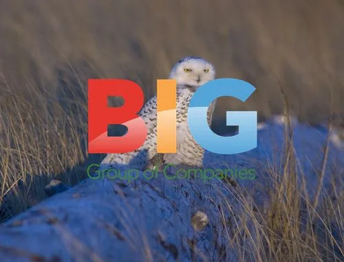 Snowy Owl at Damon Point, Washington