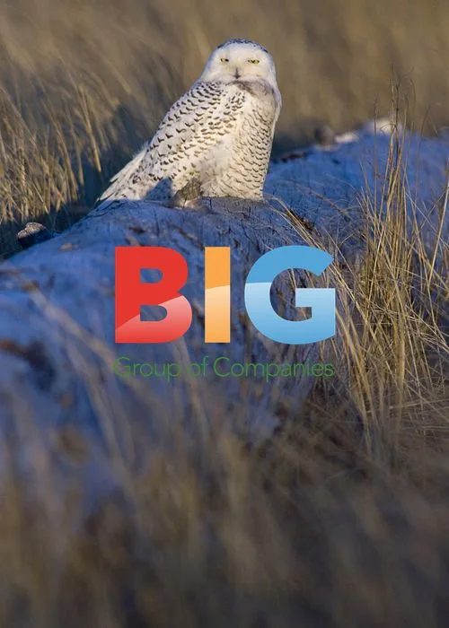 Snowy Owl Resting at Damon Point