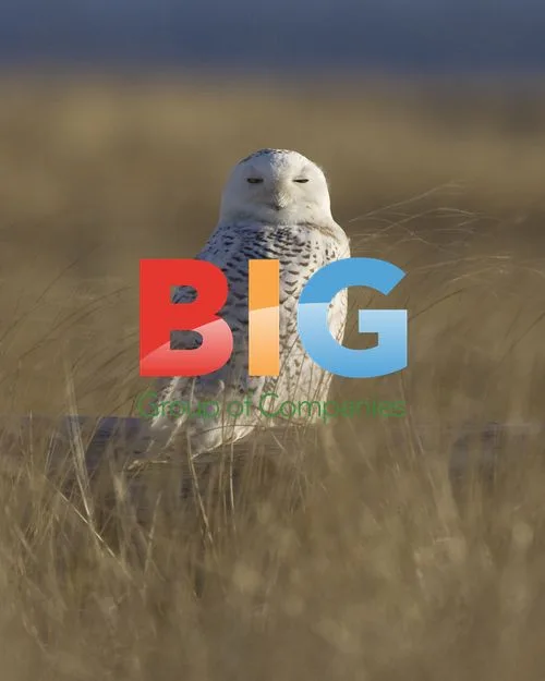 Snowy Owl Sighting in Washington