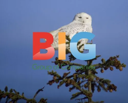 Snowy Owl in Washington, USA