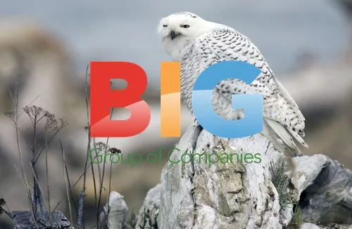 Snowy Owls at Damon Point, Washington