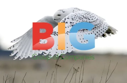 Snowy Owls Sit on Log in Washington
