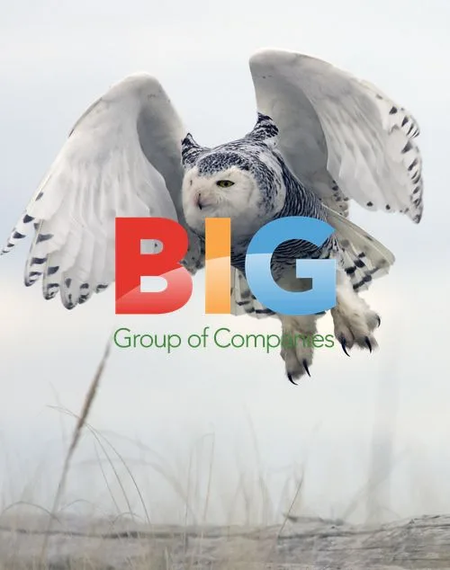 Snowy Owls in Washington