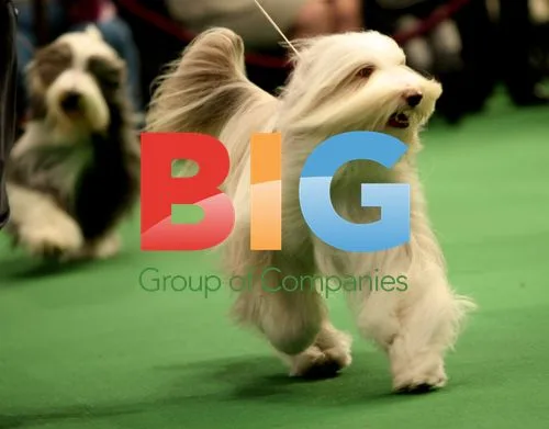 Bearded Collies at Westminster Dog Show