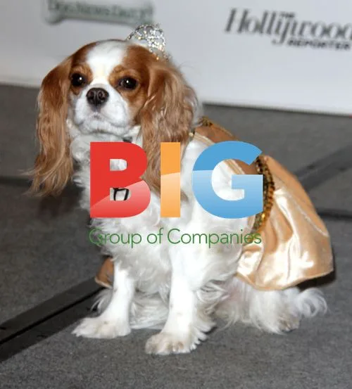 2012 Golden Collar Awards in California